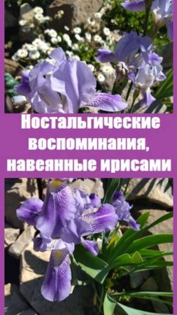 Какой сорт ириса вызывает у меня самые приятные воспоминания?