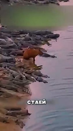 Почему крокодилы не нападают на Капибар