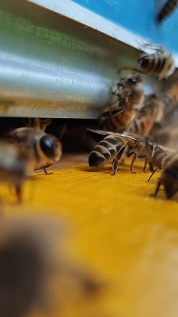 Обстановка на пасеке:Вид с прилетной доски #пчеловодс? смотреть онлайн