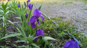 VID_20250603_075114.mp4
