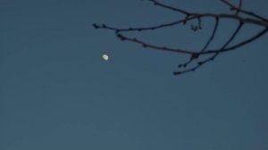 Луна 20250208_170659