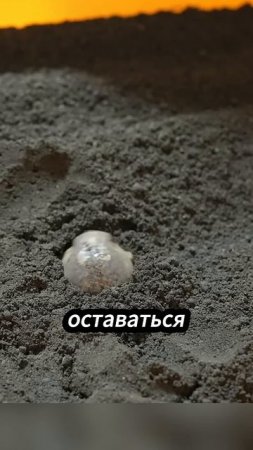 Дождевая лягушка_ как она предсказывает дождь! 🌧️🐸 #природа