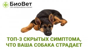 Сигналы от собаки