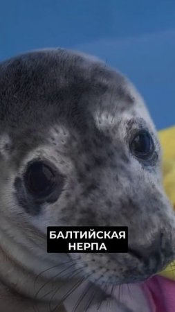 📍 В Петербурге находят, спасают и выпускают в море тюленей-подростков