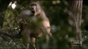 Carnivorous Baboon Rage | Nat Geo Wild