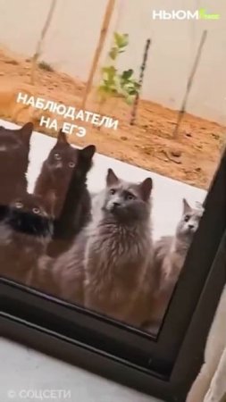 Делали шпаргалки или зубрили ночами?