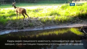 Косуля пришла на водопой и попалась в объектив фотоловушки калужского заповедника