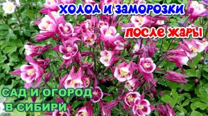 Готовимся к ЗАМОРОЗКАМ после жары.Садовый дневник