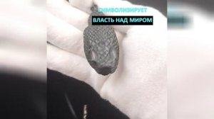 Амулет тотем змея созданный вручную из рога черного буйвола