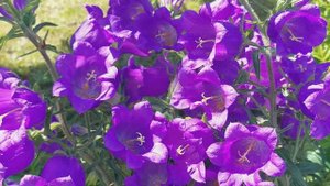 Цветы в моём саду в июле, 2024 | Full HD. Мини фильм о лете