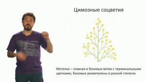 Ботаника. Соцветие (Вислобоков Н. А.)