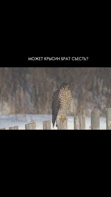 МАЛЫЙ ЯСТРЕБ НА ОБЕДЕ #розовыйсад #молодойсад #ПЕРЕПЕЛ смотреть онлайн