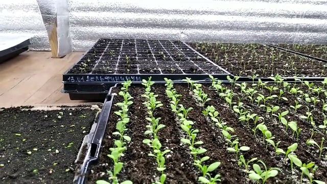 Какие ЦВЕТЫ можно ПРИЩИПЫВАТЬ Видео для новичков и старичков!