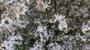 ЗАМЕЧАТЕЛЬНОГО НАСТРОЕНИЯ, ДОБРОГО ДЕНЕЧКА, УДАЧИ... КРАСОТА.. ВИШНЯ В ЦВЕТУ.. КРАСНОДАР