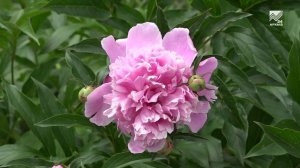 Детский праздник в «Заботе» в честь Дня защиты детей