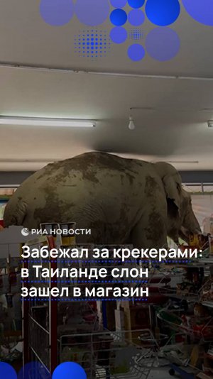 Слон стащил крекеры из магазина в Таиланде
