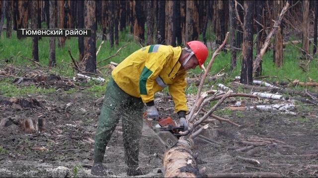 Санитарную вырубку леса проведут в Тюменском районе на 350 гектарах