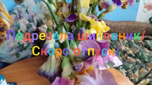 Подрезала шиповник/ Скоро отпуск/