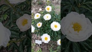 Мисс Америка - полумахровый пион с крупными бутонами..! Пионы на даче.