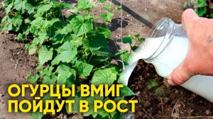 Полейте Огурцы Этим Раствором — и Через 3 Дня Не Узнаете Грядку!