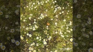 shotcut-20250601-111141