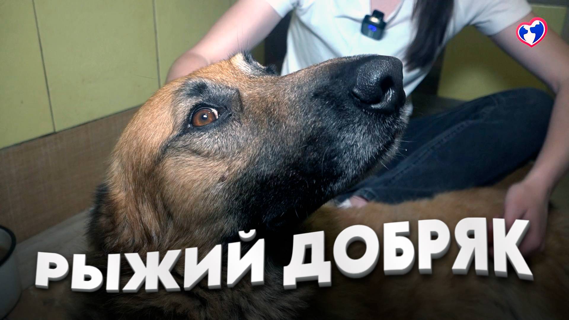 🐕 Рыжий Добряк: история мужества и надежды | Спасение собаки с переломом позвоночника