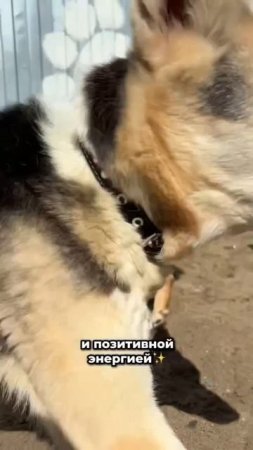 Особенные хвостики тоже хотят любви! | Милана, Морвен, Магнита, Есения