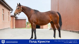Продается элитная кобыла Голд Кристи (Gold Christy)
