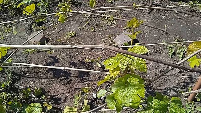 Виноград после заморозков. Кузбасс Сибирь смотреть онлайн