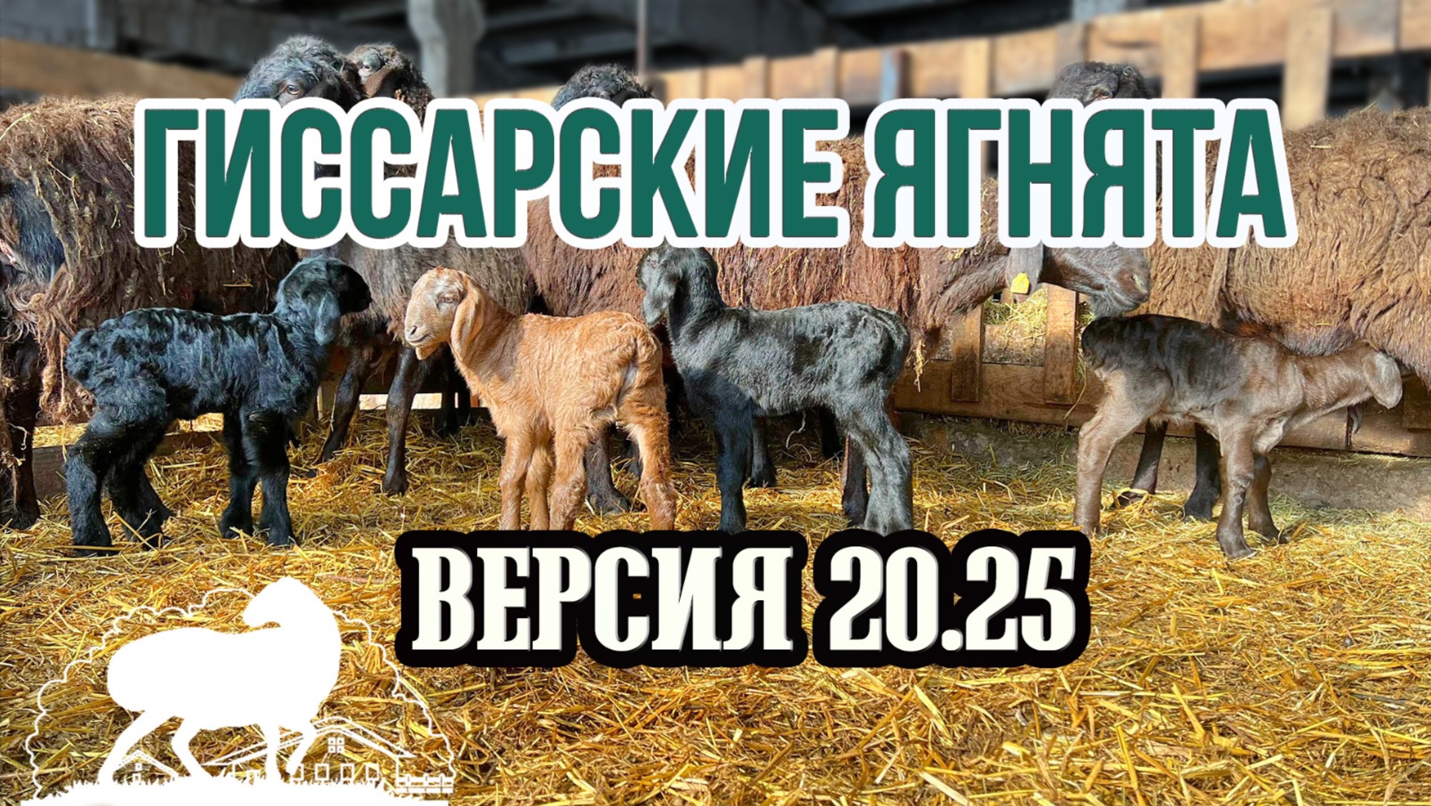 Гиссарские ягнята - версия 20.25