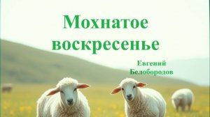 мохнатое воскресенье