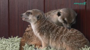 Норильские новости – 02.06.2025