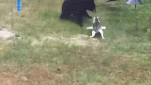 теперь собаку можно не заводить