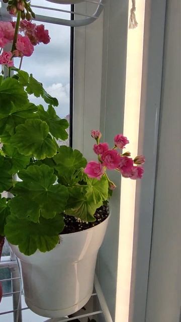 Мой любимый подоконник смотреть онлайн