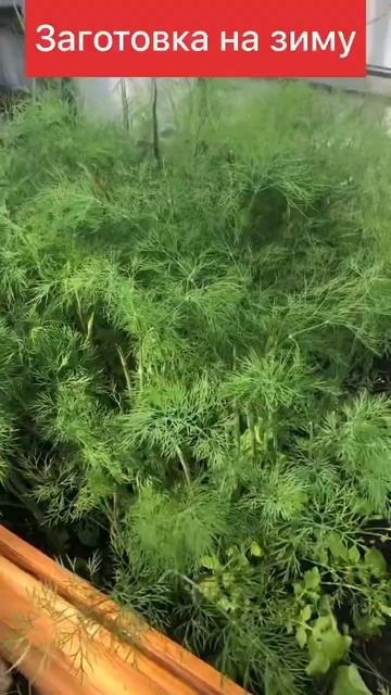 Заготовка укропа на зиму #shorts смотреть онлайн