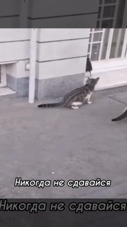 Никогда не сдавайся!