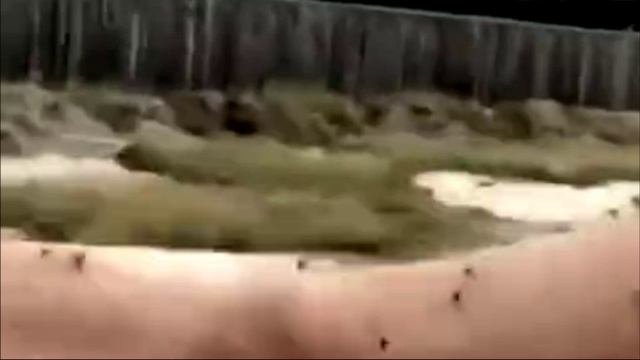 Нашествие мошек в Якутии