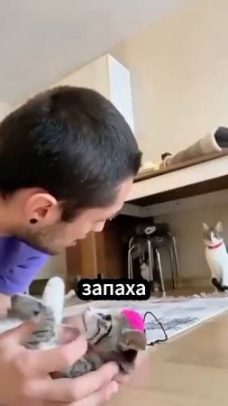Кошки бросают своих котят #факты
