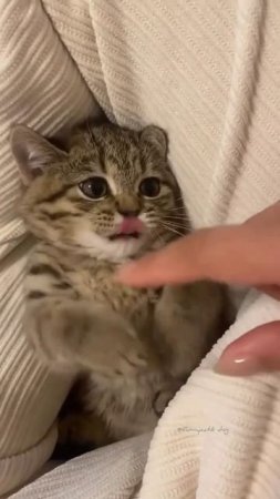 so cute beautiful baby kittens 😻💕