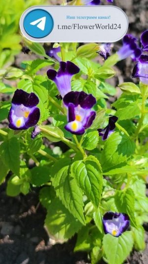 Торения - Kauai deep blue💐