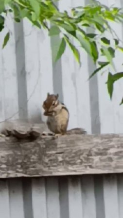 Бурундучок на обеде 03-06-2025