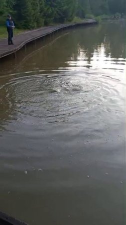КРХ ТРИФОН