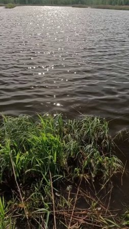 Карась в жарУ, дает жАру! Ловля карася в конце мая. Анонс.