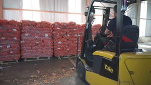 Лук на зелень.Египетский лук. 07.06.2024