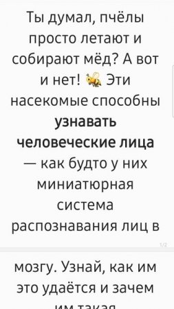 Пчелы способны узнавать человеческие лица. Факт за фактом