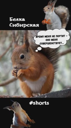 Белка уже рыжая к лету