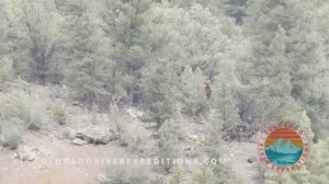 Туристы засняли йети у реки в Колорадо (2025)