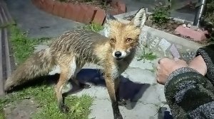 (1032) Лиса приходит в гости. Июнь 2025