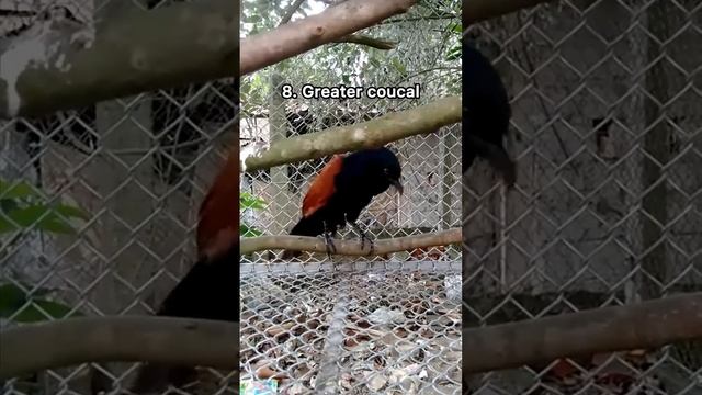 10 weird bird sounds