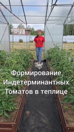 Формирование высокорослых (индетерминантных) томатов